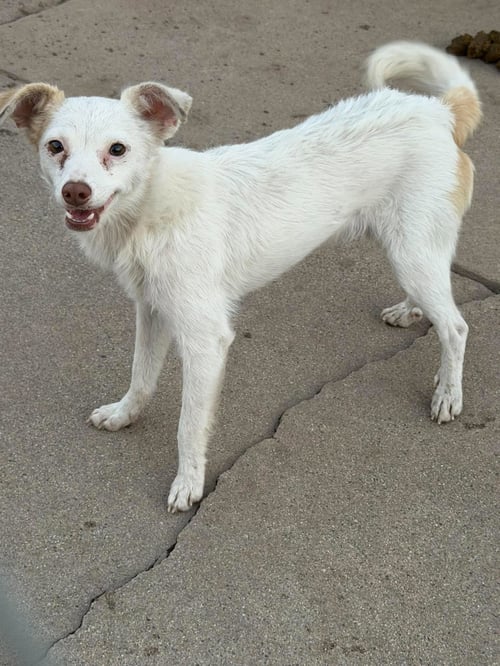 MICKEY - Jack Russell Terrier / Terrier available for adoption