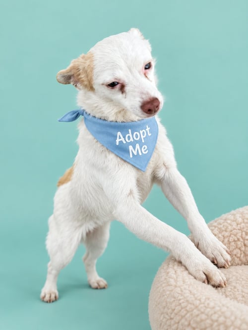 MICKEY - Jack Russell Terrier / Terrier available for adoption