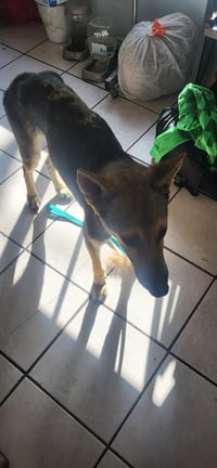 Coyote - Photo 5
