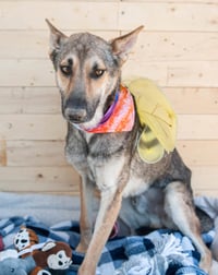 Coyote - Photo 2