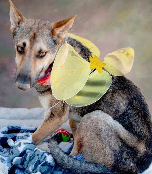 COYOTE - German Shepherd Dog available for adoption