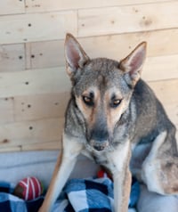 Coyote - Photo 3