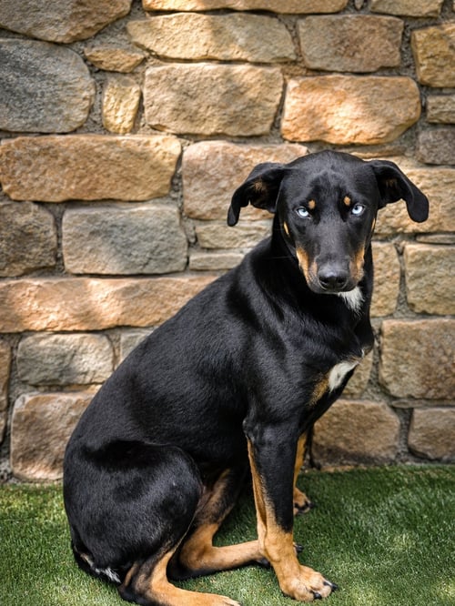 CHIQUITA J - Miniature Pinscher / Catahoula Leopard Dog available for adoption