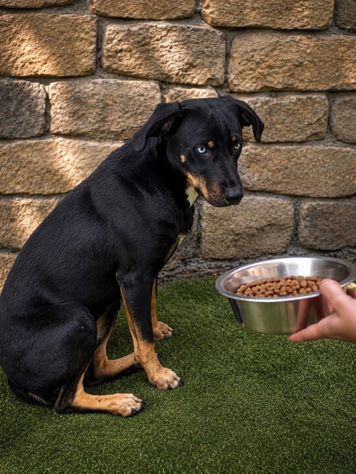 CHIQUITA J - Miniature Pinscher / Catahoula Leopard Dog available for adoption
