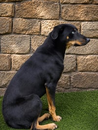 Chiquita J - Photo 3