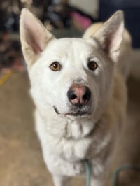 Griffin - Photo 3