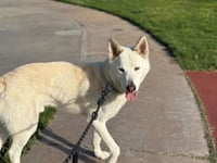 Griffin - Photo 7
