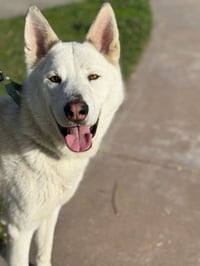 Griffin - Photo 6