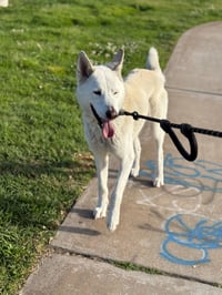 Griffin - Photo 5