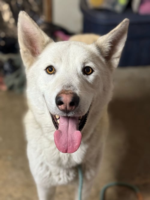 GRIFFIN - Siberian Husky available for adoption