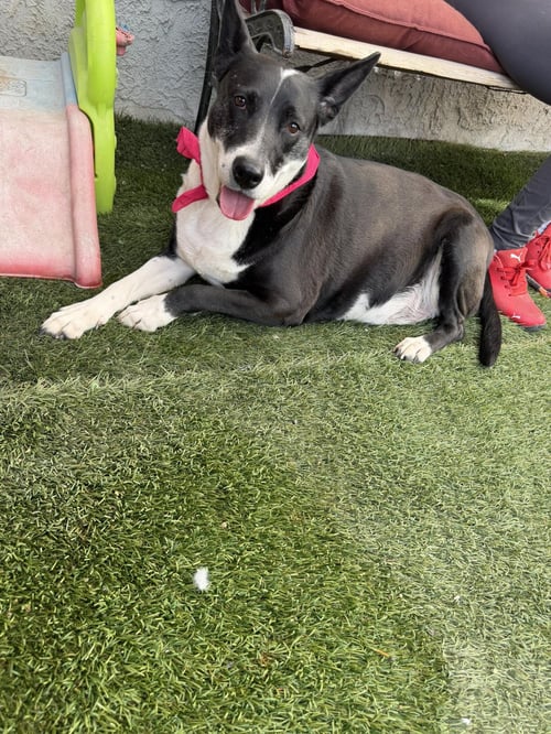 VACA - Australian Kelpie / Terrier available for adoption