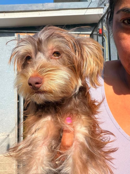 WICKY - Yorkshire Terrier Yorkie available for adoption