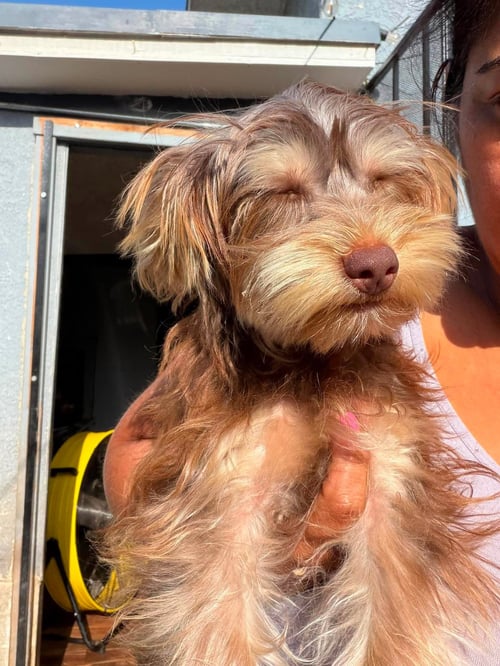 WICKY - Yorkshire Terrier Yorkie available for adoption
