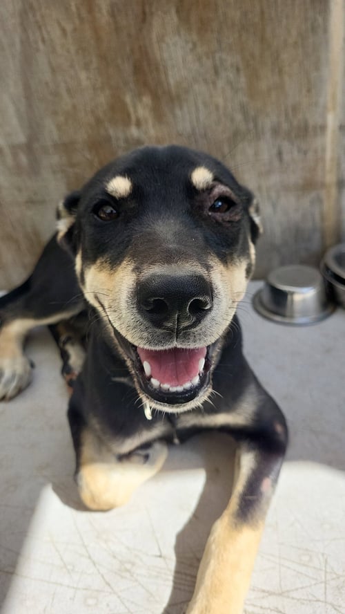 NOAH - Australian Kelpie / Manchester Terrier available for adoption