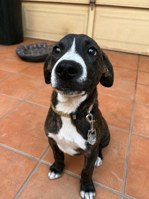 PANCHO A - Terrier available for adoption