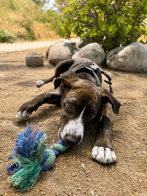 PANCHO A - Terrier available for adoption