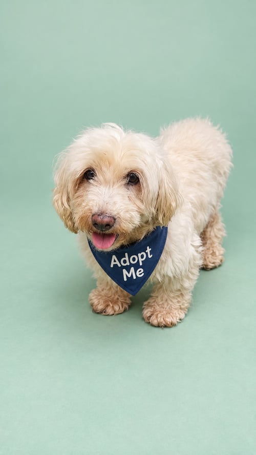 SNOOPY T - Poodle (Miniature) available for adoption