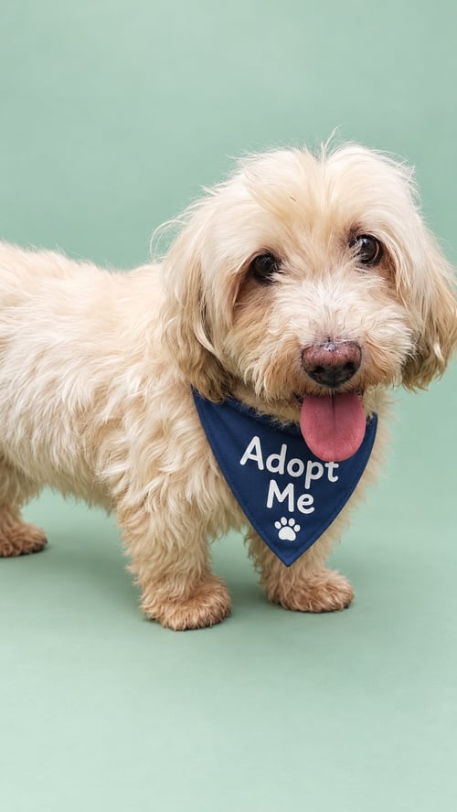 SNOOPY T - Poodle (Miniature) available for adoption
