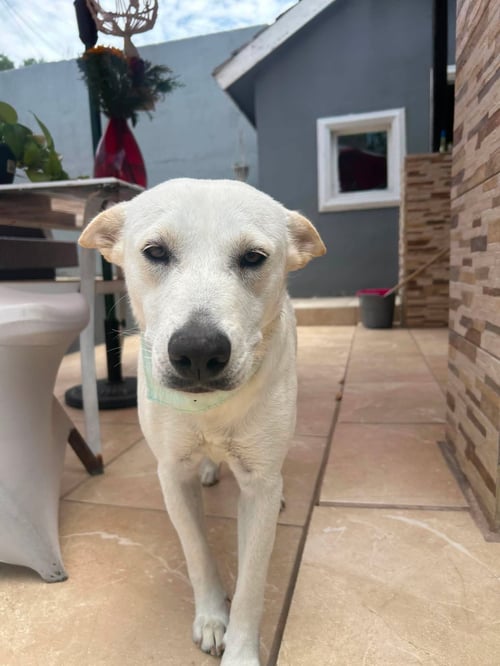 SKY S - Retriever / Terrier available for adoption