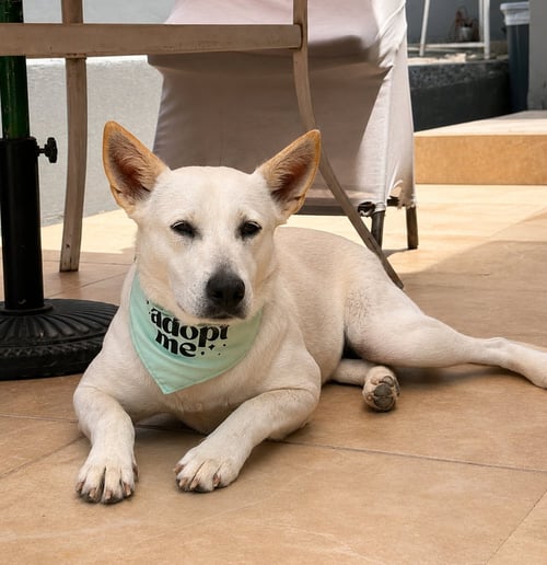 SKY S - Retriever / Terrier available for adoption