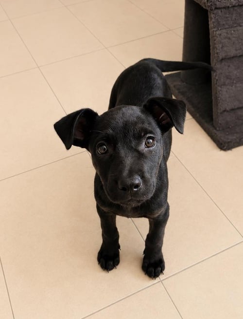 MOLLY K - Terrier available for adoption