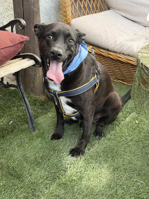 BEBO - Black Labrador Retriever / Terrier available for adoption