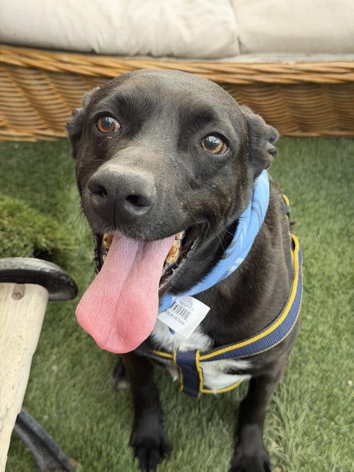 BEBO - Black Labrador Retriever / Terrier available for adoption