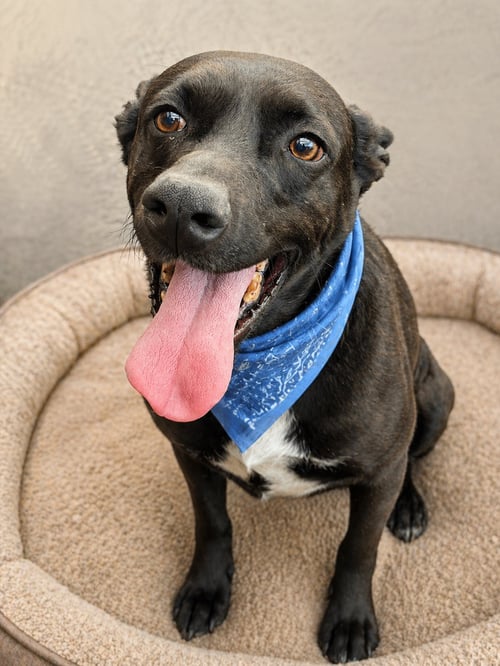 BEBO - Black Labrador Retriever / Terrier available for adoption
