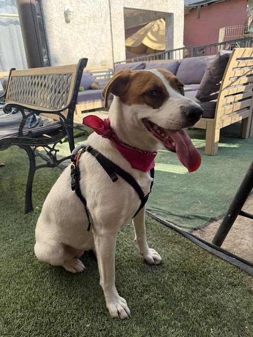 PENNY D - American Foxhound / Terrier available for adoption