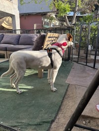 Penny D - Photo 3