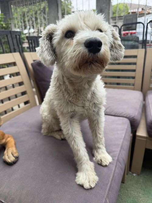 TAZZY N - Poodle (Standard) / Schnauzer available for adoption