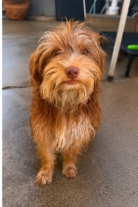 Chewy - Photo 3