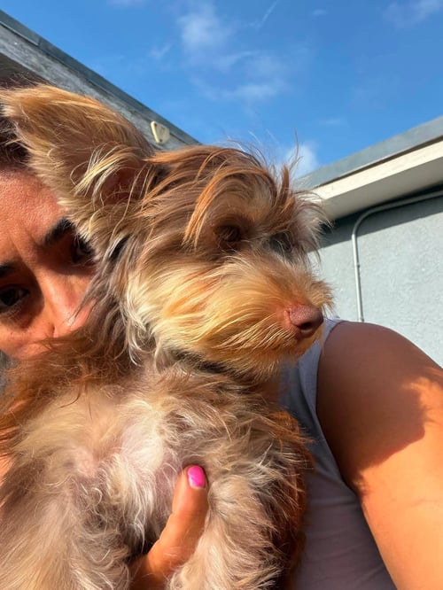 CHEWY - Yorkshire Terrier Yorkie available for adoption