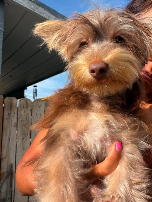 CHEWY - Yorkshire Terrier Yorkie available for adoption