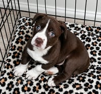 Gracie D - Photo 1