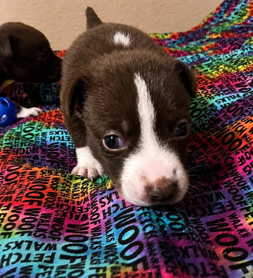 GRACIE D - Terrier available for adoption