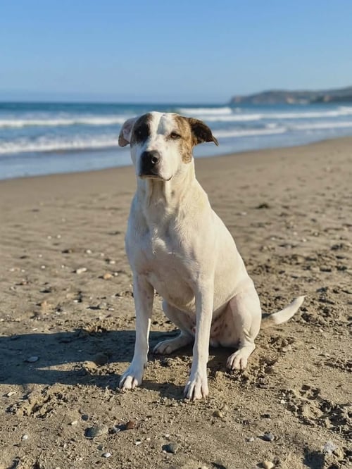 CARMELO N - Terrier / Hound available for adoption
