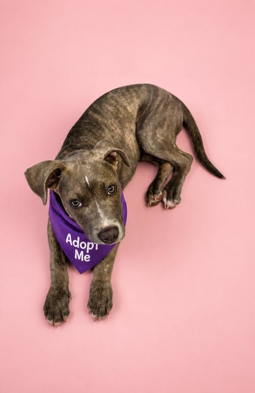 MAGGIE T - Pit Bull Terrier / Terrier available for adoption