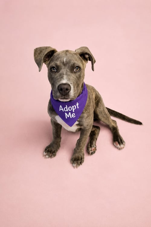 MAGGIE T - Pit Bull Terrier / Terrier available for adoption