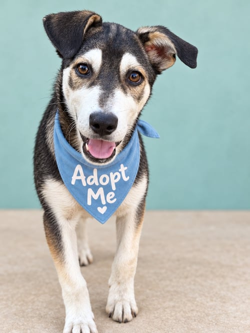 NEPTUNE - Husky / Australian Kelpie available for adoption