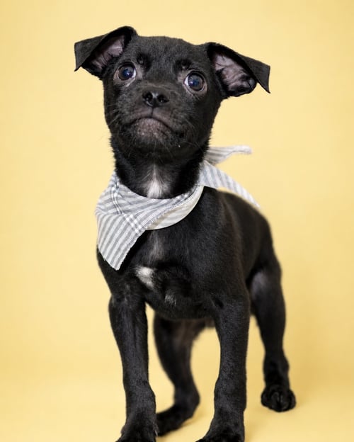 LUKE S - Pug / Chihuahua available for adoption