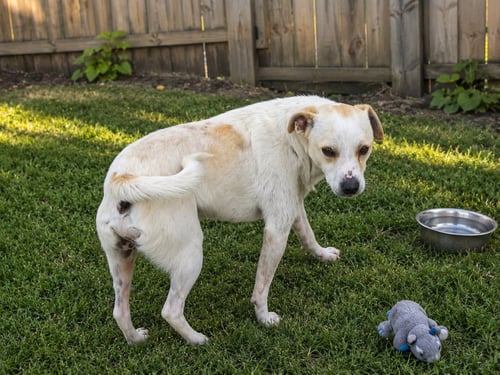 CHILLY Y - Jack Russell Terrier / Terrier available for adoption
