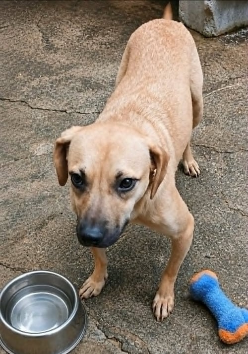 MAX D - Terrier available for adoption