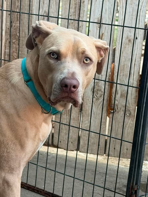 FELIPE - Weimaraner / Labrador Retriever available for adoption