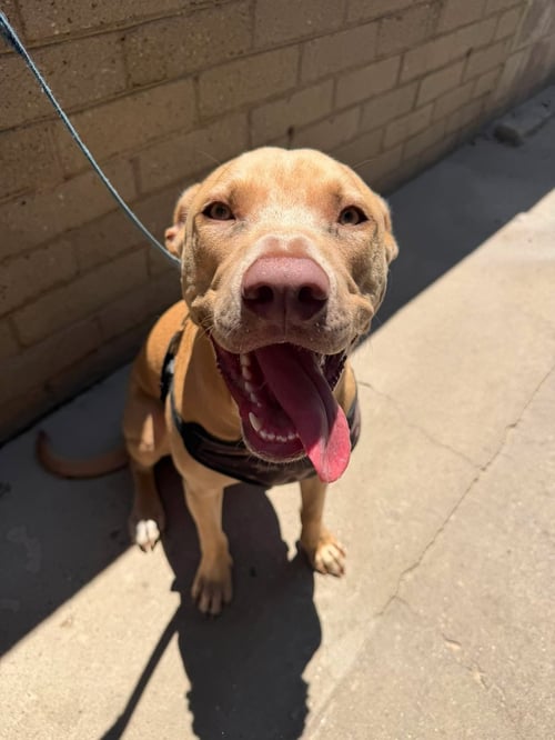 FELIPE - Weimaraner / Labrador Retriever available for adoption