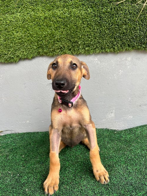 STELLA AS - German Shepherd Dog / Belgian Shepherd Malinois available for adoption