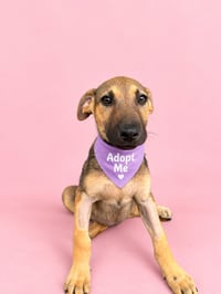 Stella AS - Photo 1