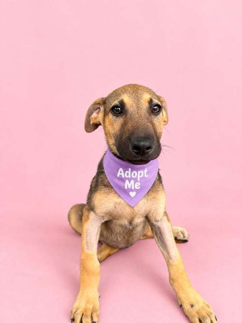 STELLA AS - German Shepherd Dog / Belgian Shepherd Malinois available for adoption