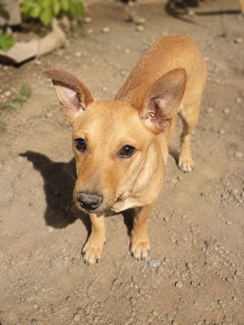 PEPE D - Jack Russell Terrier / Chihuahua available for adoption