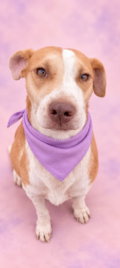 PECAS ADY - Terrier available for adoption